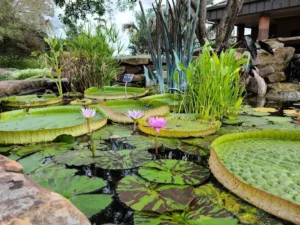 Mercer Botanic Gardens